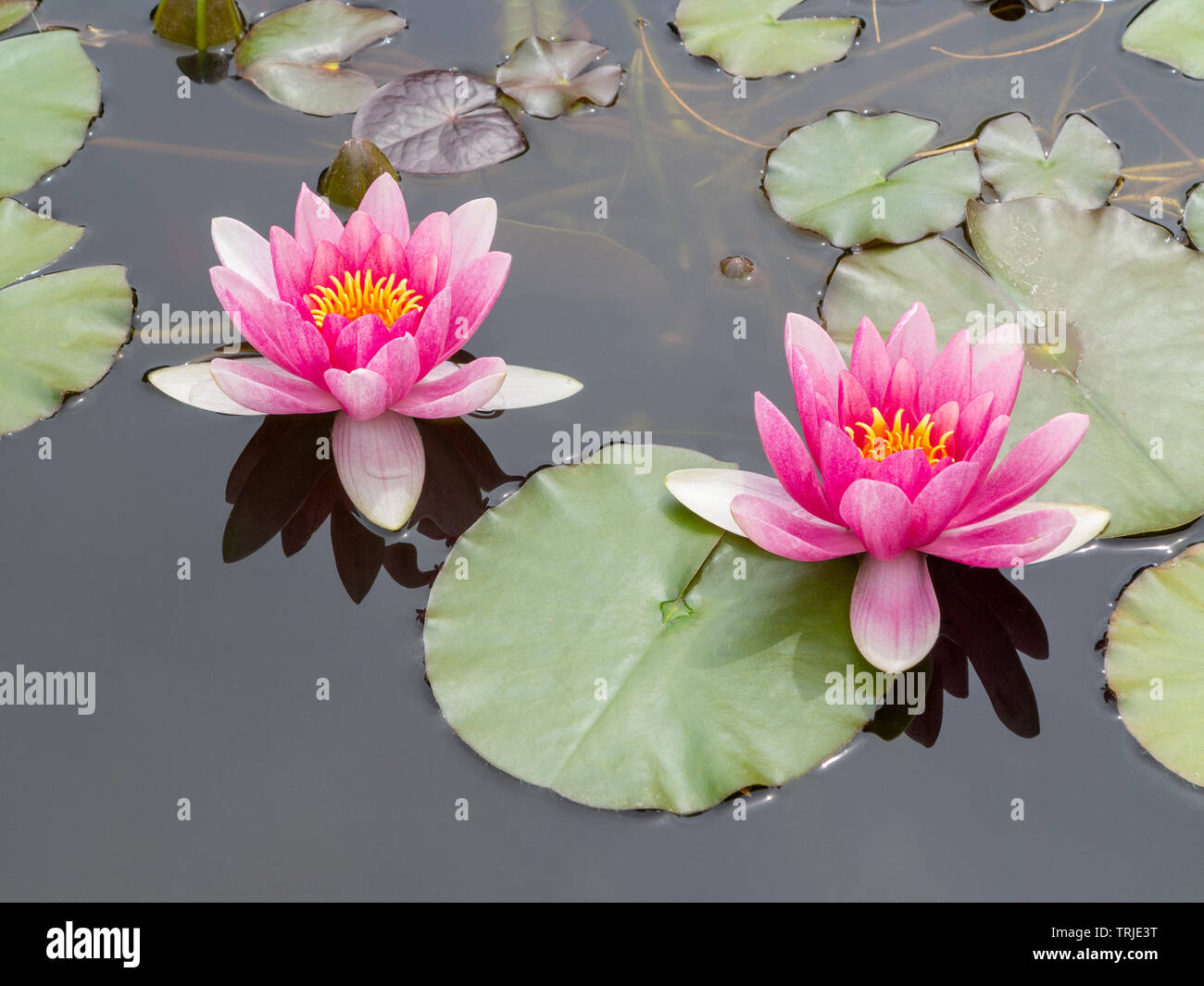 Zwei rosa Wasser lilly Blüten und Blätter auf Teich Stockfoto