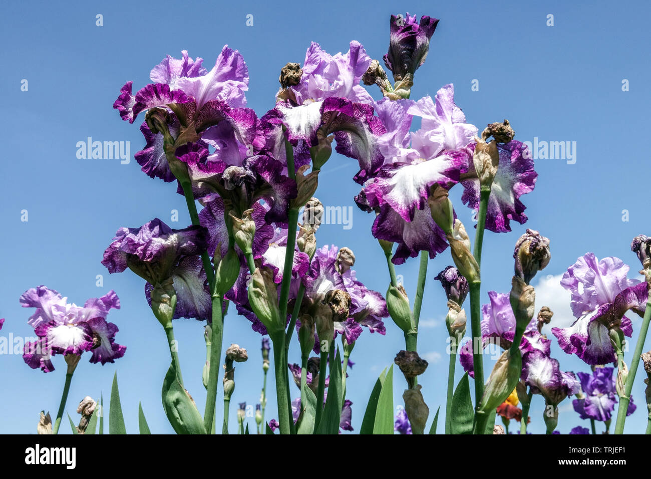 Große bärtige Iris im Garten lila Blüten vor blauem Himmel Iris „Eagles Flight“ Stockfoto