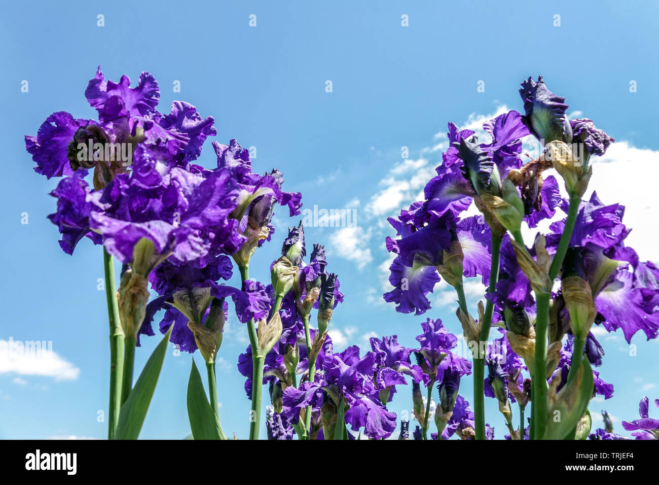 Blau große bärtige Blumen vor blauem Himmel Iris „Stellar Lights“ Stockfoto