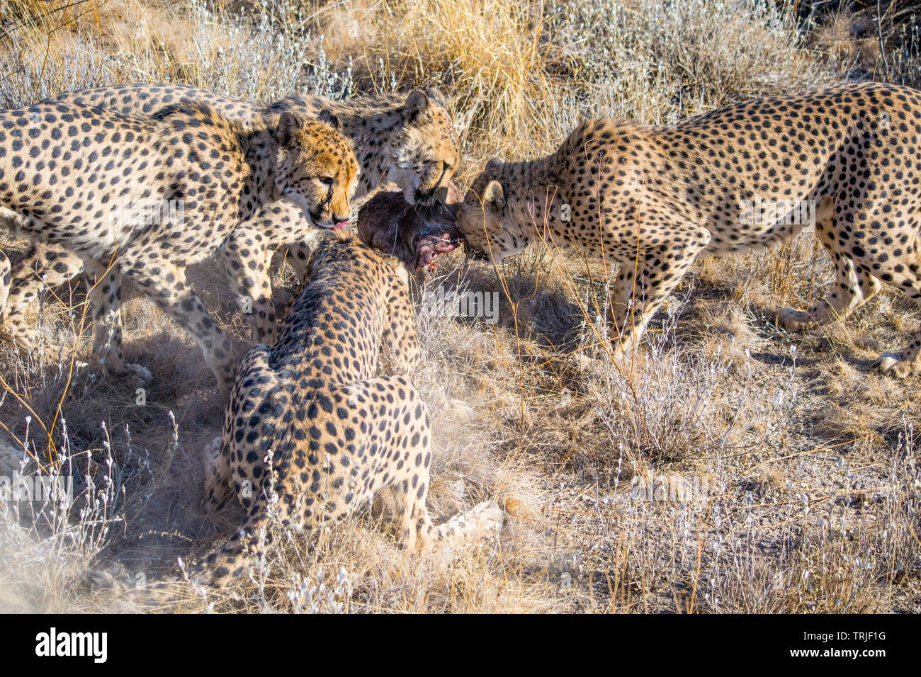 Gruppe von Cheetah kämpft für ein Stück Fleisch in der wilden afrikanischen Savanne Stockfoto