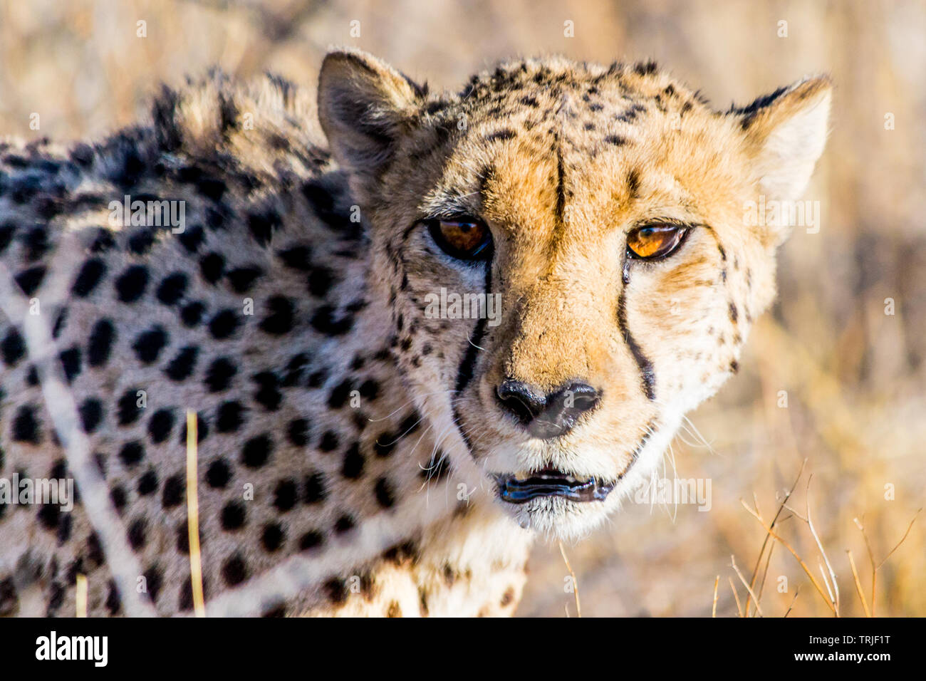 Geparden aufmerksam gemacht, die in den gelben und trockenes Gras der Afrikanischen Savanne Stockfoto