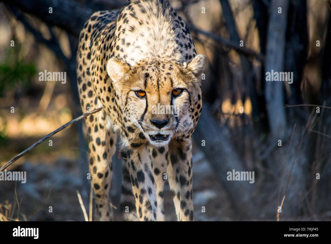 Nach Geparden in der wilden Natur der Afrikanischen Savanne Stockfoto