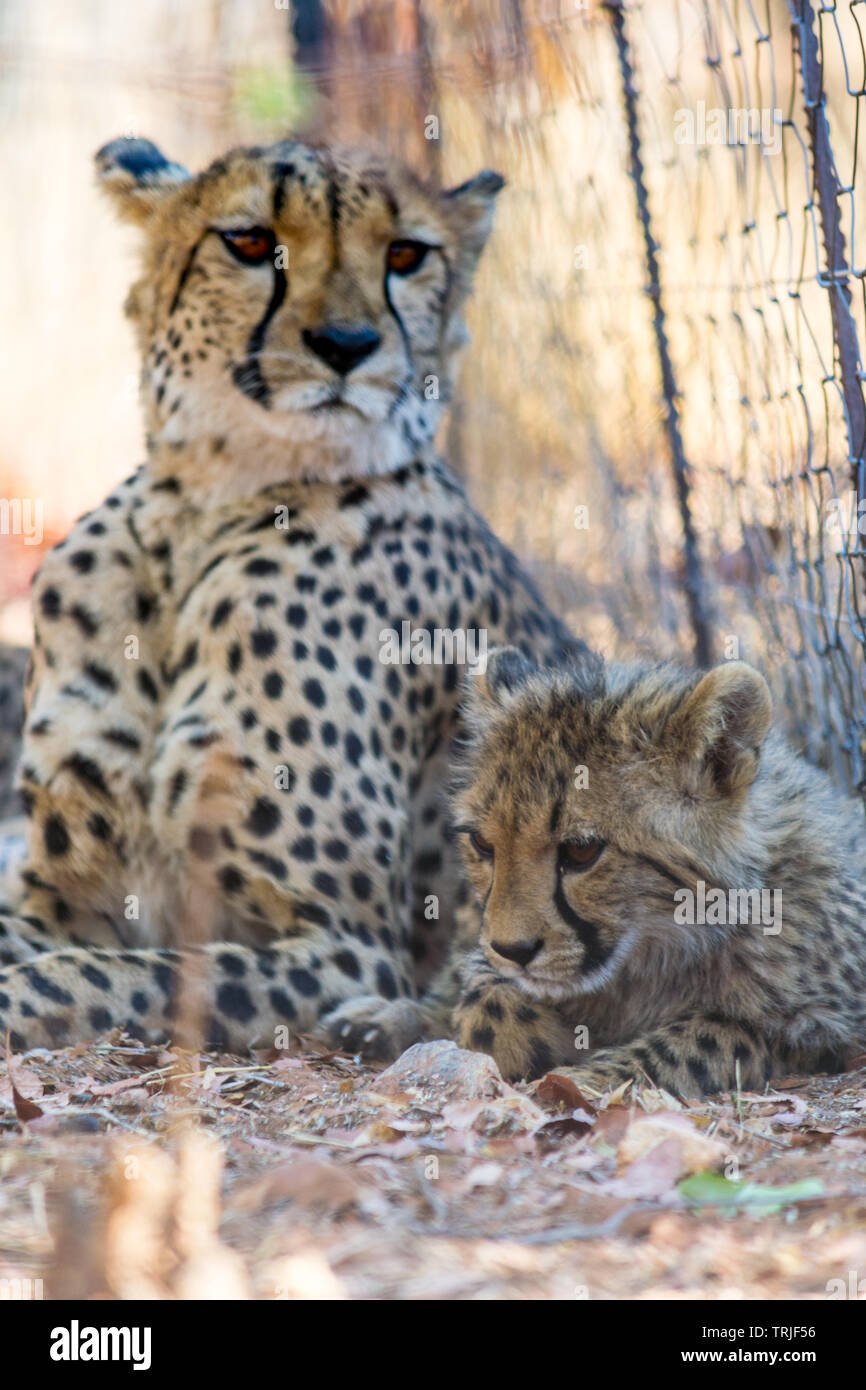 Mutter cheetah mit Kätzchen, liegend auf dem Boden, hinter einem Zaun Stockfoto