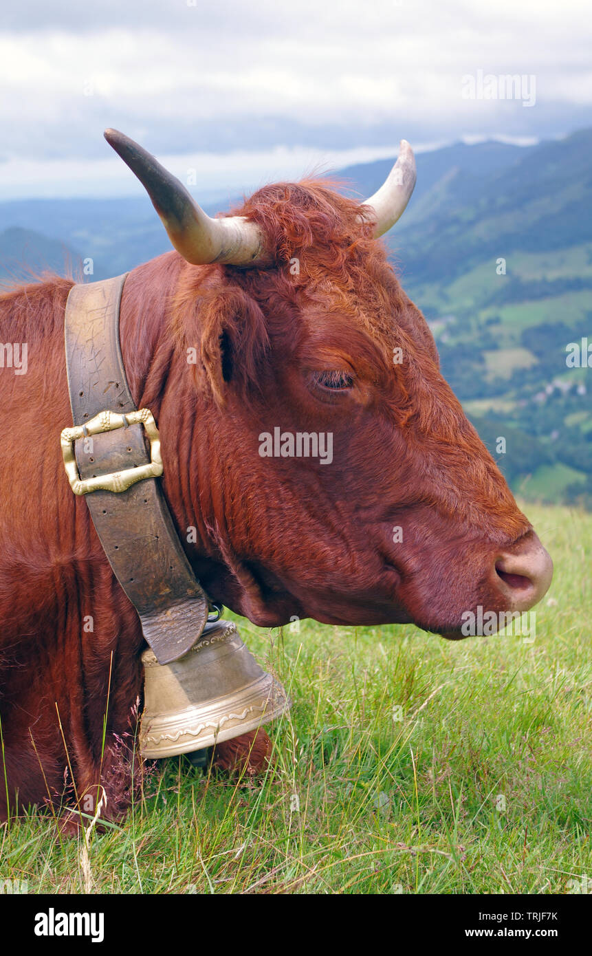 Frankreich Salers Kuh mit Glocke und Berge im Hintergrund. Cantal, Auvergne, Frankreich, Europa Stockfoto