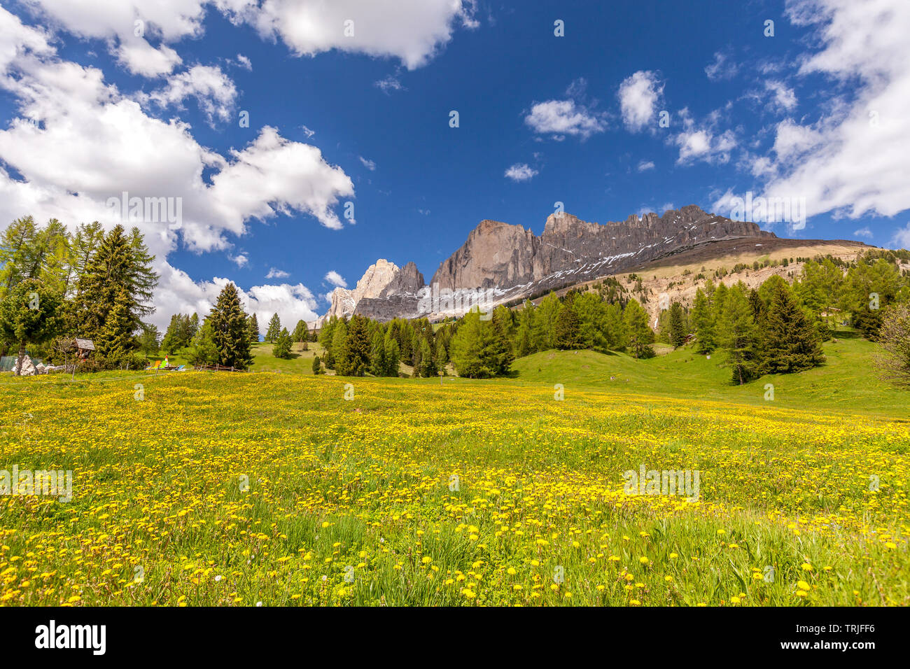 Rosengarten Gruppe aus Wiesen von wilden Blumen blühen, Reifen, Tal, Dolomiten, Provinz Bozen, Südtirol, Italien Stockfoto