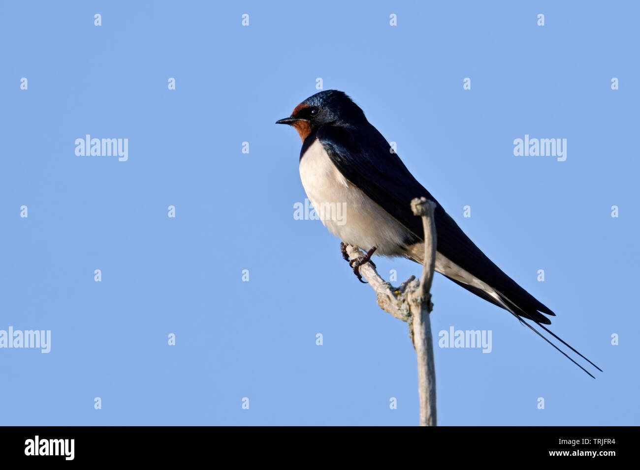 Rauchschwalbe/Rauchschwalbe (Hirundo rustica) thront auf einem trockenen Elder Bush, typische Zugvögel, Wildlife, Europa. Stockfoto
