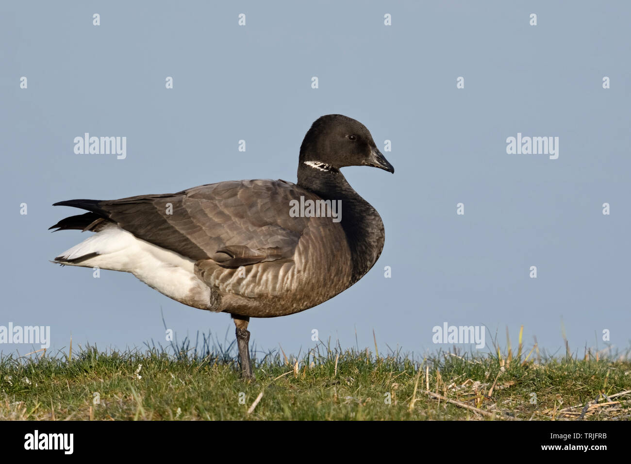 Brent Goose/Ringelgans (Branta bernicla), Erwachsener, schöne und detaillierte Seitenansicht, Wildlife, Niederlande, Europa. Stockfoto