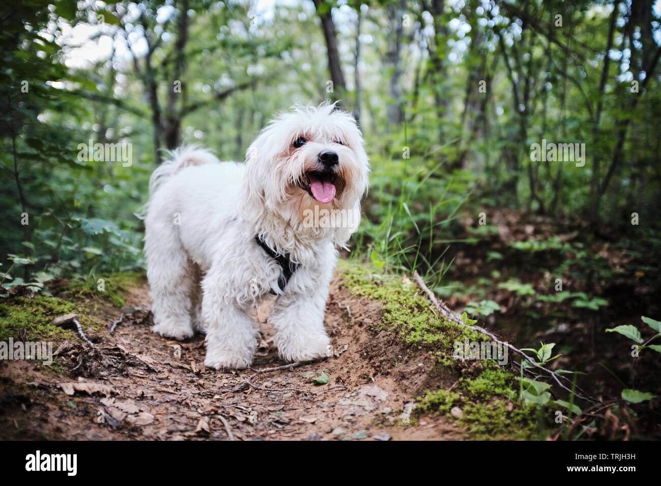 Cute white Malteser Hund in einem Wald posing Stockfoto