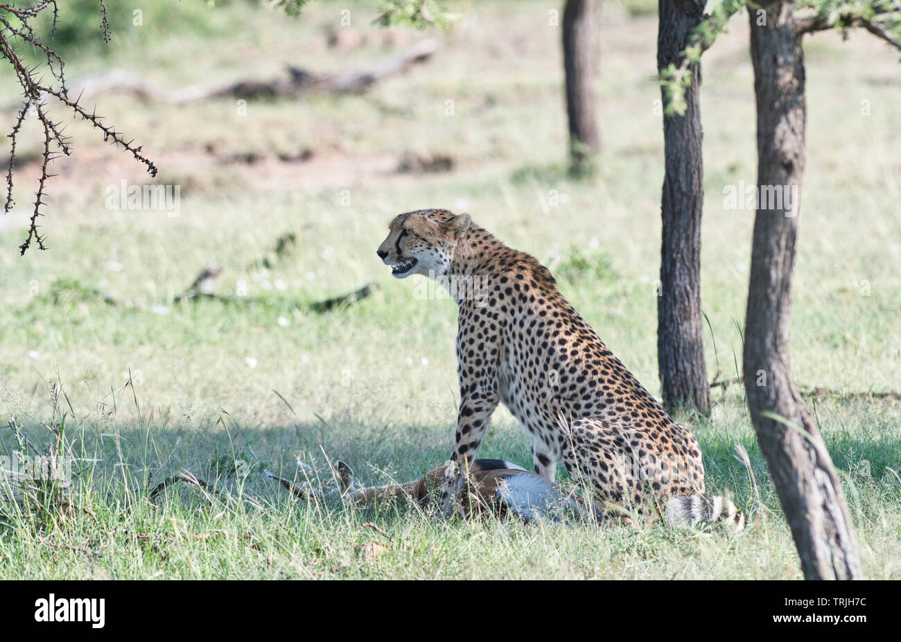 Einen weiblichen Geparden (Acinonyx Jubatus) hat nur einen Thomson Gazellen getötet und versucht, ihr Atem ausreichend wieder zu ihren Jungen in Anrufen Stockfoto