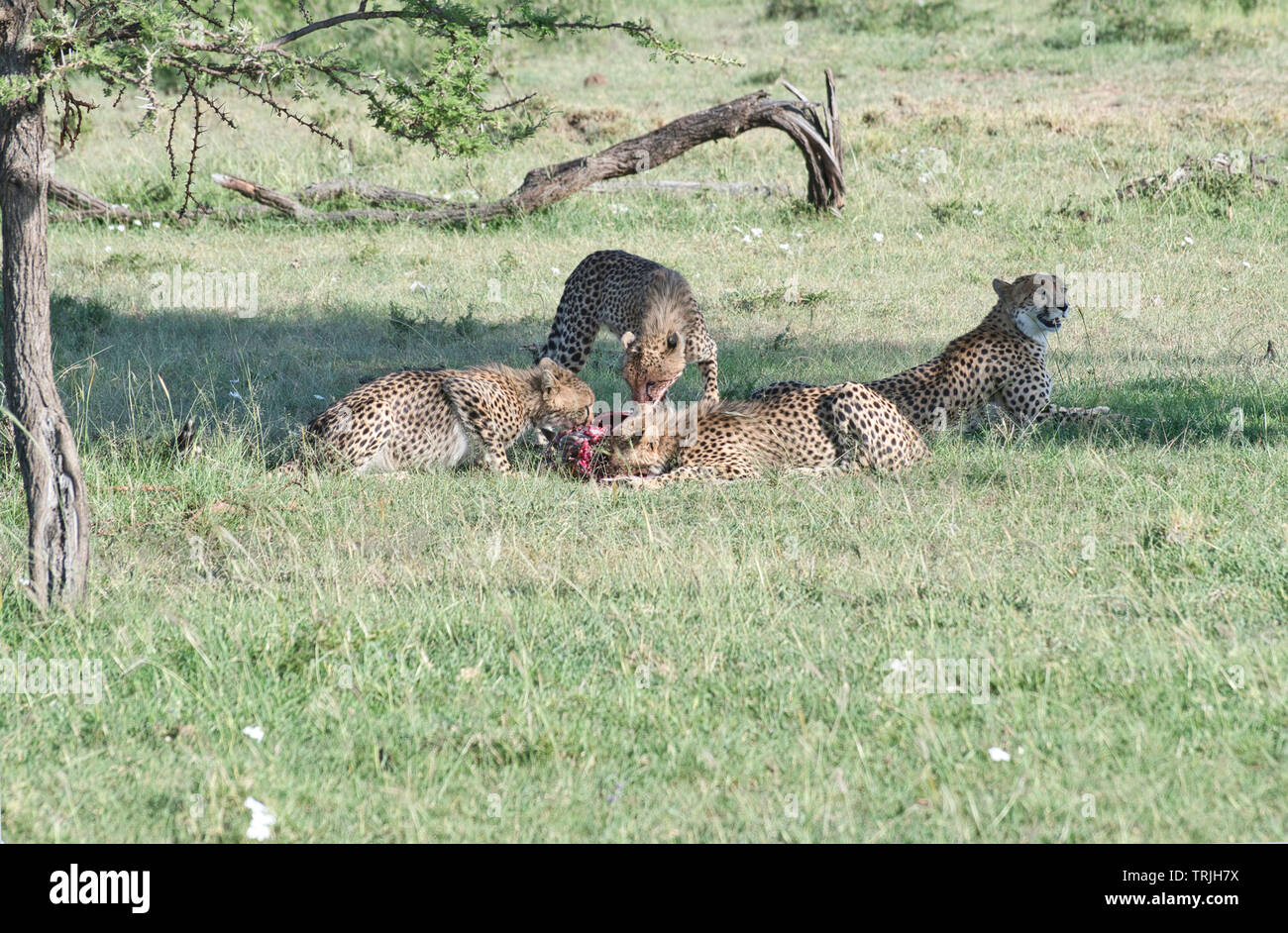 Drei junge Geparden (Acinonyx jubatus) fest auf der Thomson Gazellen, die von ihrer Mutter gefangen. Stockfoto