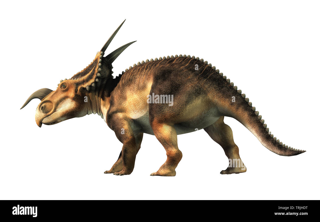 Eine Einiosaurus auf einem weißen Hintergrund. Ceratopsian Einiosaurus war ein Dinosaurier, wie die triceratops, aus der Kreidezeit. 3D-Rendering Stockfoto