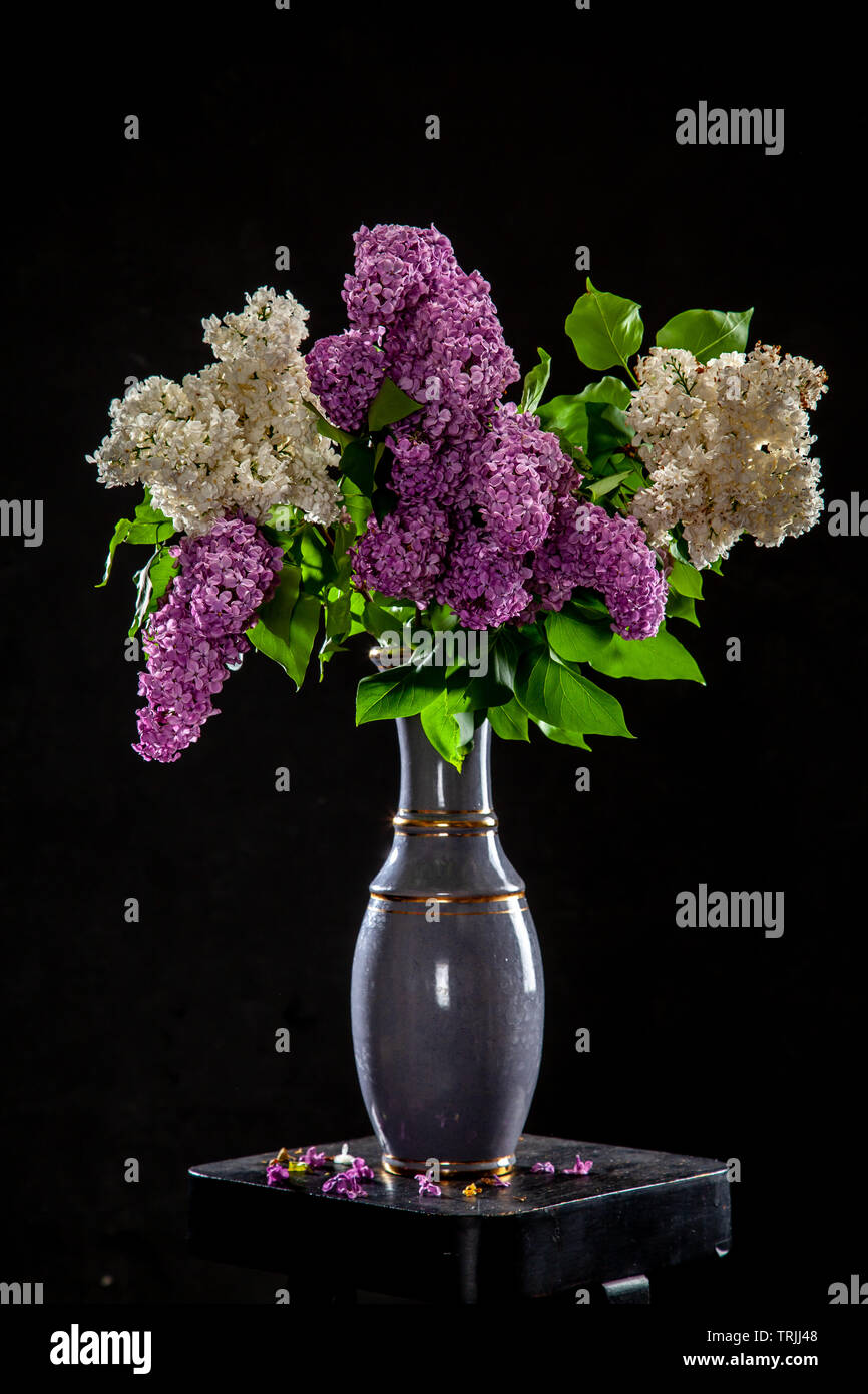 Weiß und Lila Zweige der Flieder in der Vase auf schwarzem Hintergrund. Spring Branch der blühenden Flieder auf dem Tisch mit schwarzem Hintergrund. Gefallenen lila flowe Stockfoto