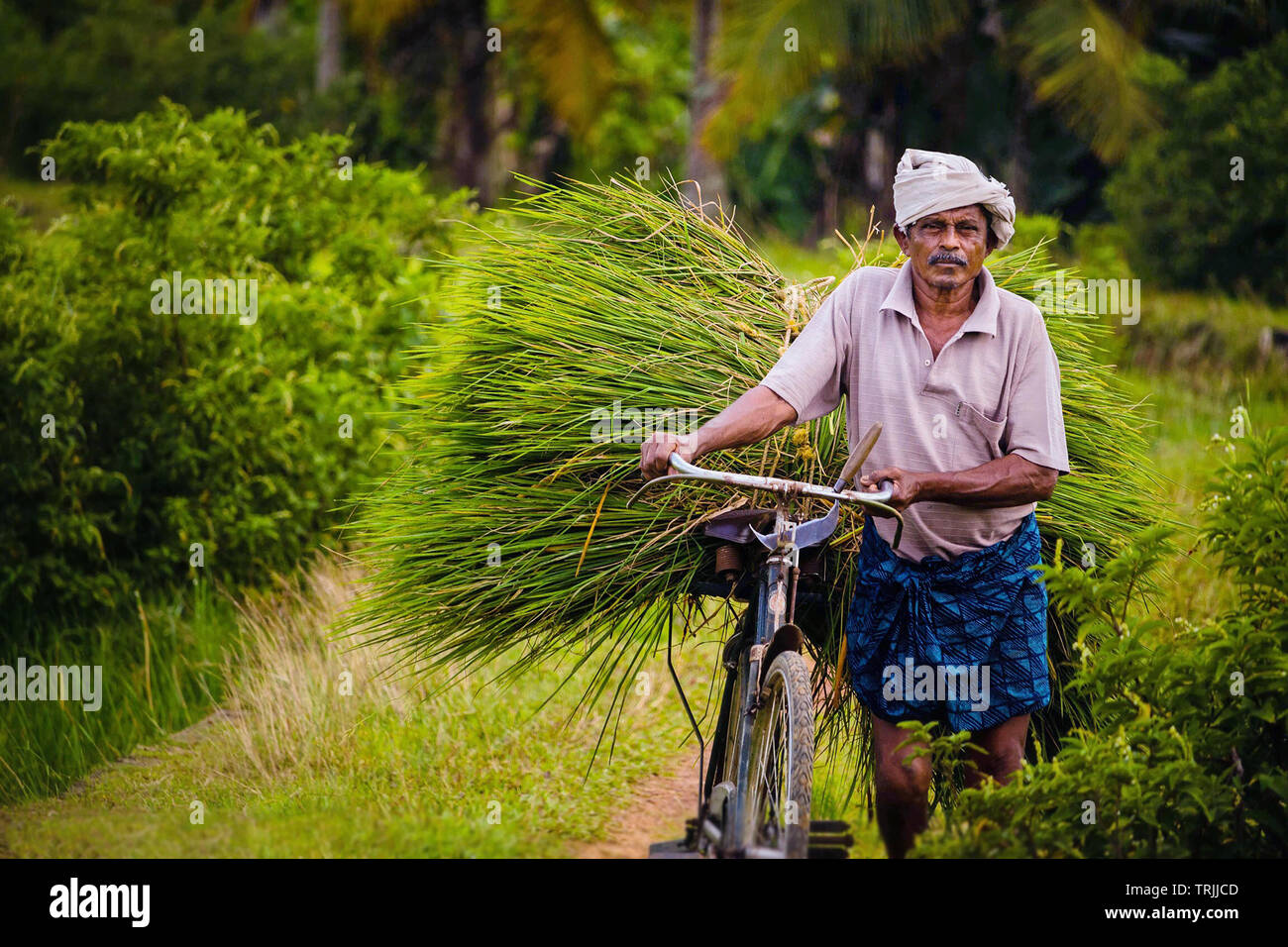 Kerala, Indien - 24. September 2016: Ein alter Mann Transport geerntet Reis Pflanze auf einem Fahrrad in Kerala, Indien Stockfoto