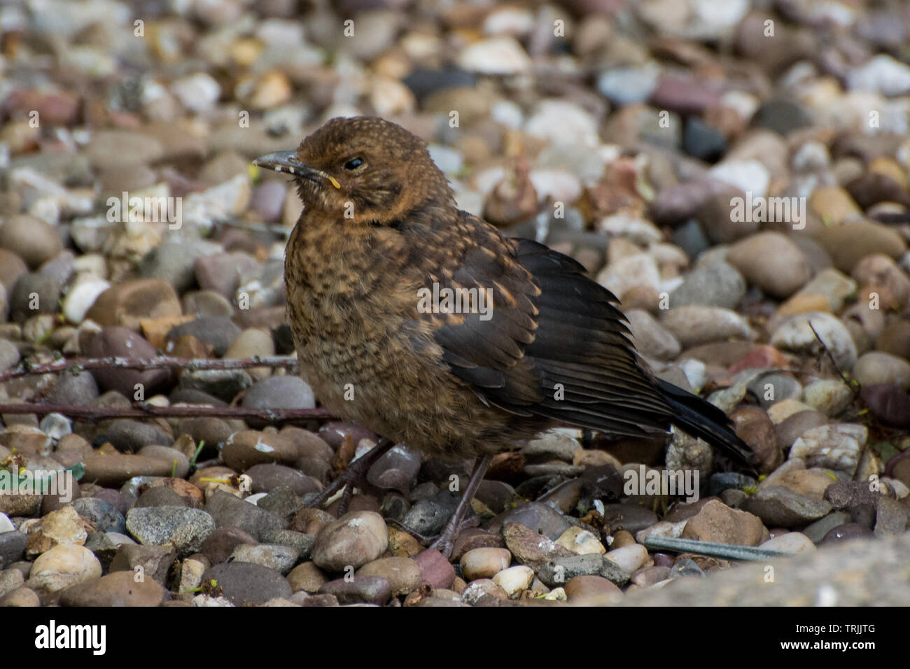 Baby Amsel (Turdus merula) Stockfoto