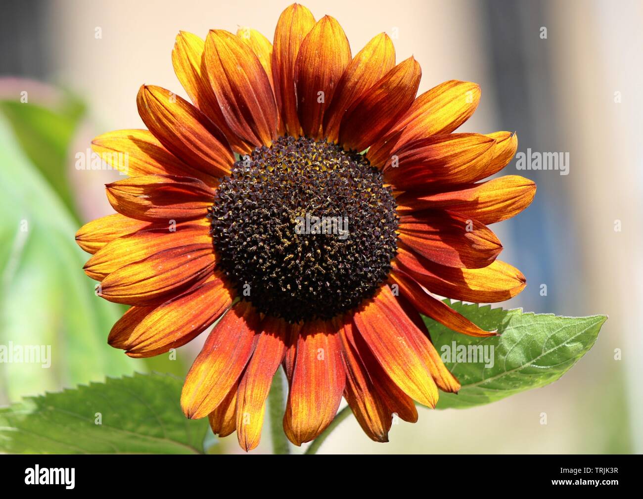 Feuerring Sonnenblume Stockfotos Und Bilder Kaufen Alamy