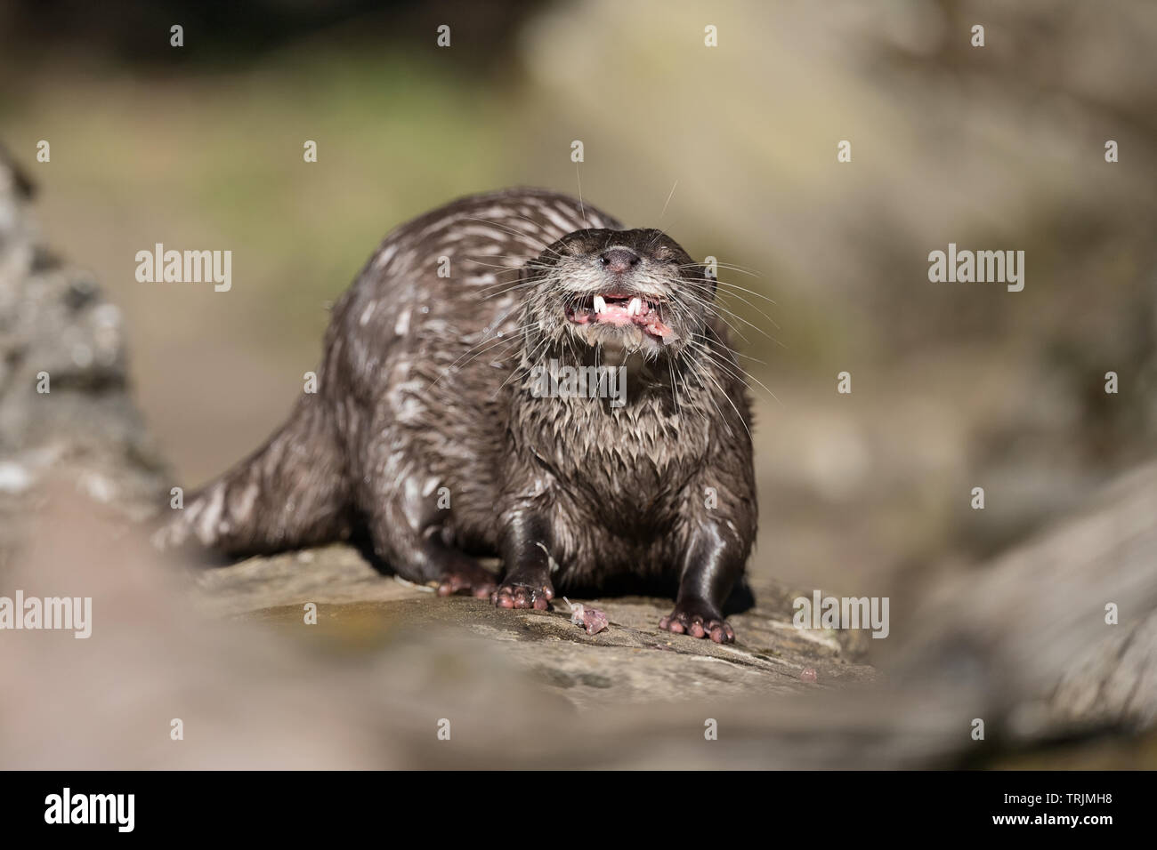 Asiatische Small - kratzte Otter (Aonyx cinerea) ein Fisch essen, lustige Gesichter Stockfoto