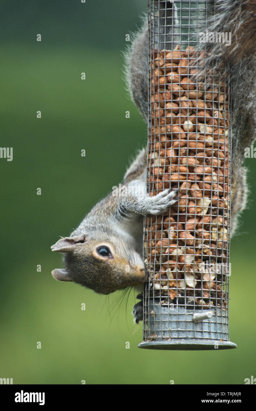 Ein graues Eichhörnchen, Sciurus carolinensis, erwachsene Fütterung auf Erdnüsse in einer gitterabdeckung Bird Feeder, Berkshire, Juni Stockfoto