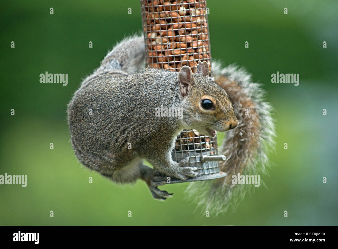 Ein graues Eichhörnchen, Sciurus carolinensis, erwachsene Fütterung auf Erdnüsse in einer gitterabdeckung Bird Feeder, Berkshire, Juni Stockfoto
