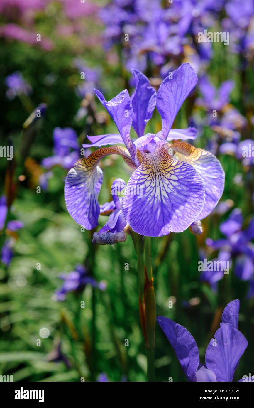 Garten Blumen diese Pflanze ist ein Rhizomartige krautige Staude Blüte mit violett blau Blütenblätter Iris pumila Stockfoto