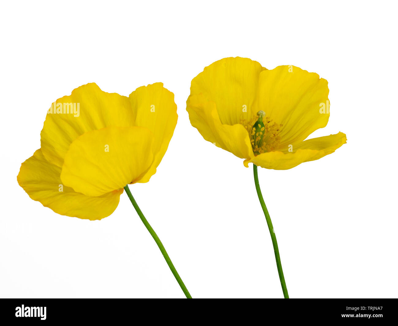 Zwei Blumen der Cottage Garden Waliser Poppy, Papaver cambricum, auf weißem Hintergrund Stockfoto