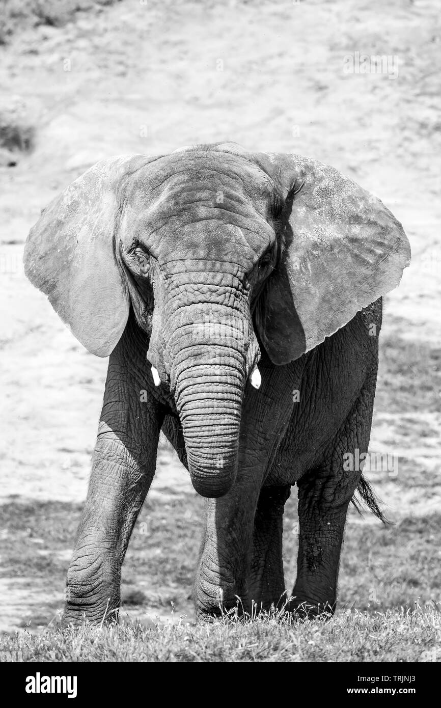 Schwarz-Weiß-Tierfotografie: Nahaufnahme, Vorderansicht der afrikanischen Elefantenkuh (Loxadonta africana) bei Sonnenschein, West Midland Safari Park. Stockfoto