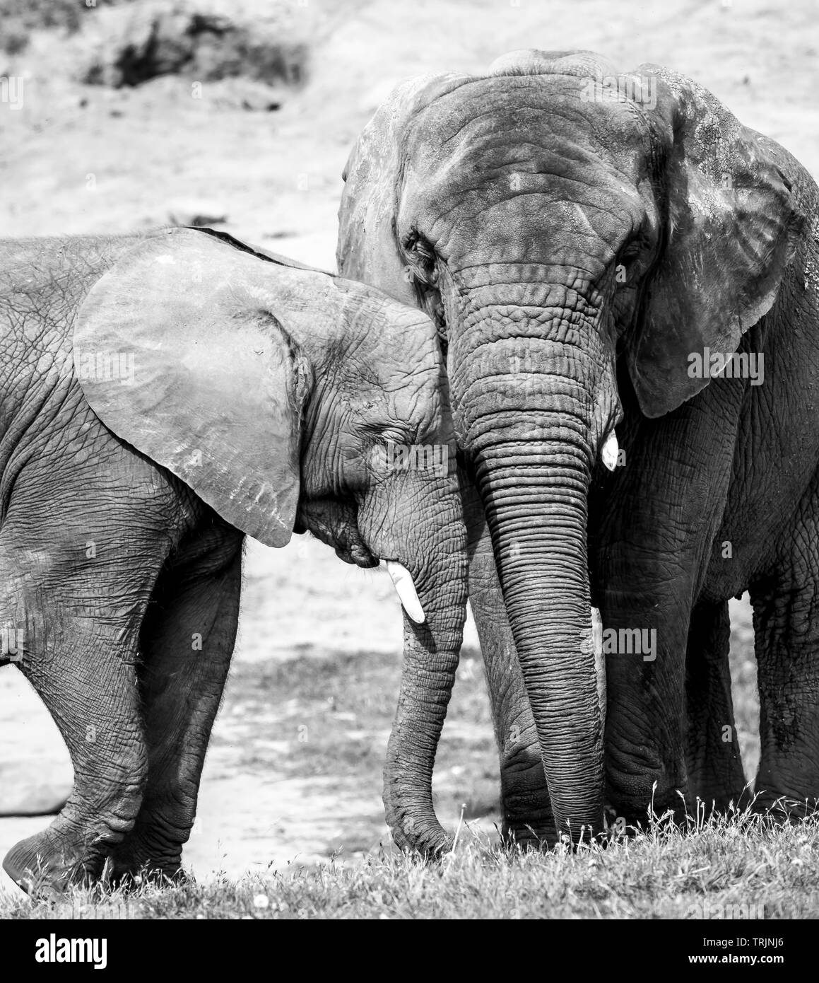 Schwarz-Weiß Nahaufnahme zeigt starke Zuneigung, Bindung, Liebe zwischen afrikanischem Elefantenkalb und seiner Mutter (Loxodonta) zusammen. Stockfoto