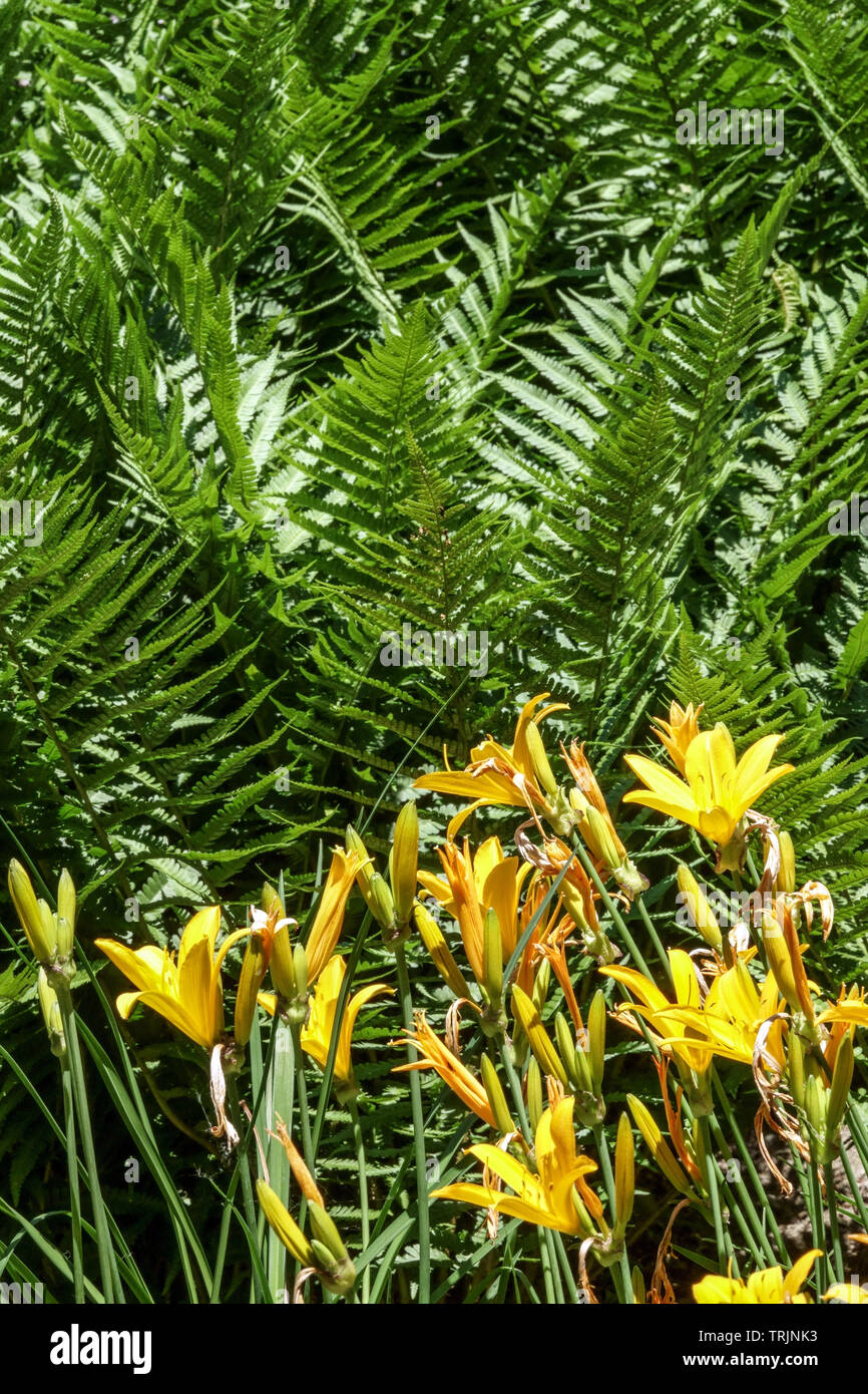Farnblätter, gelbe Hemerocallis, daylily blühende Pflanze Stockfoto