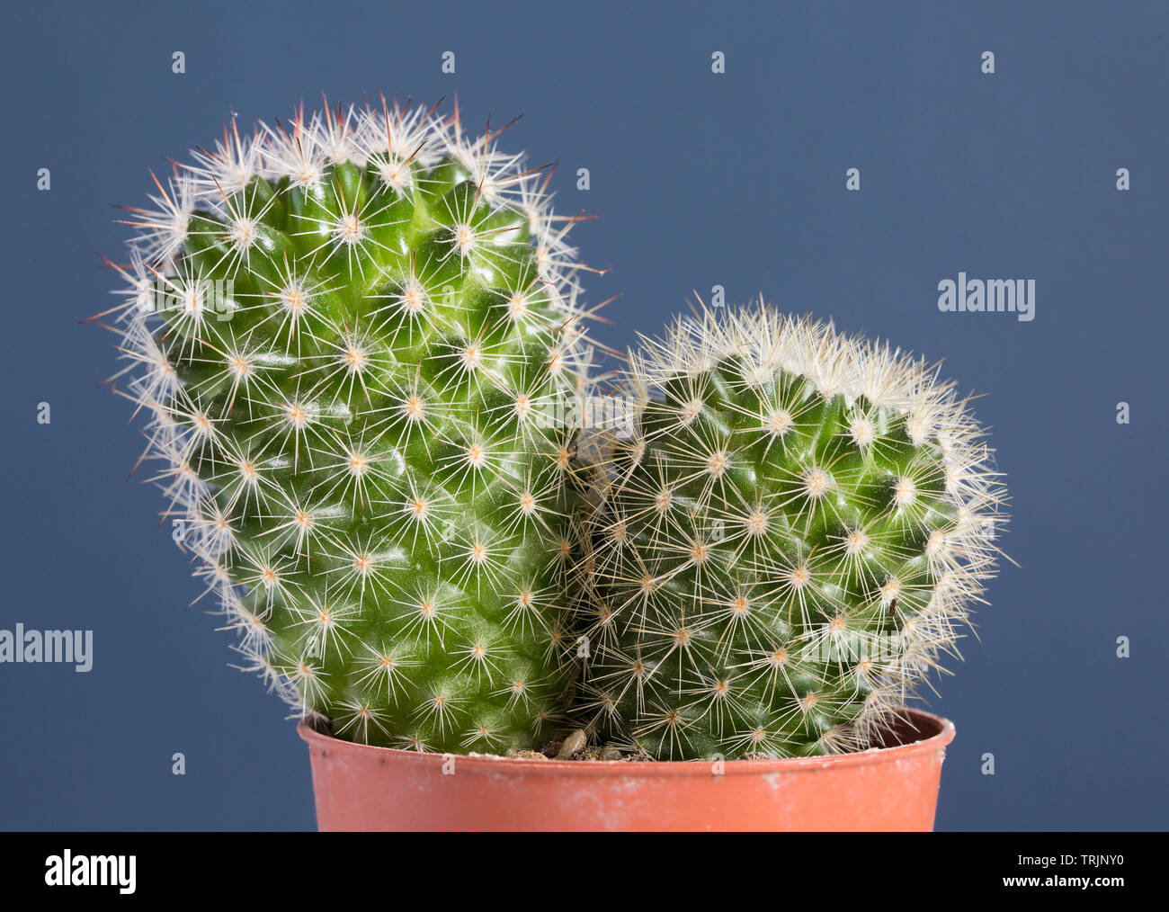 Eine Nahaufnahme zeigt die Details eines Kaktus mit scharfen Dornen auf einem blauen Hintergrund mit Kopie Raum Stockfoto