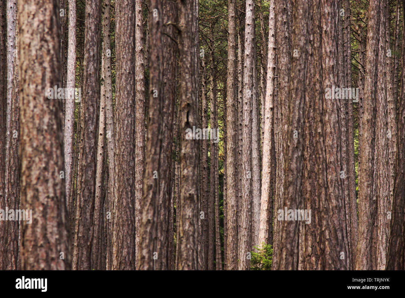 Viele Baumstämme im österreichischen Wald Stockfoto
