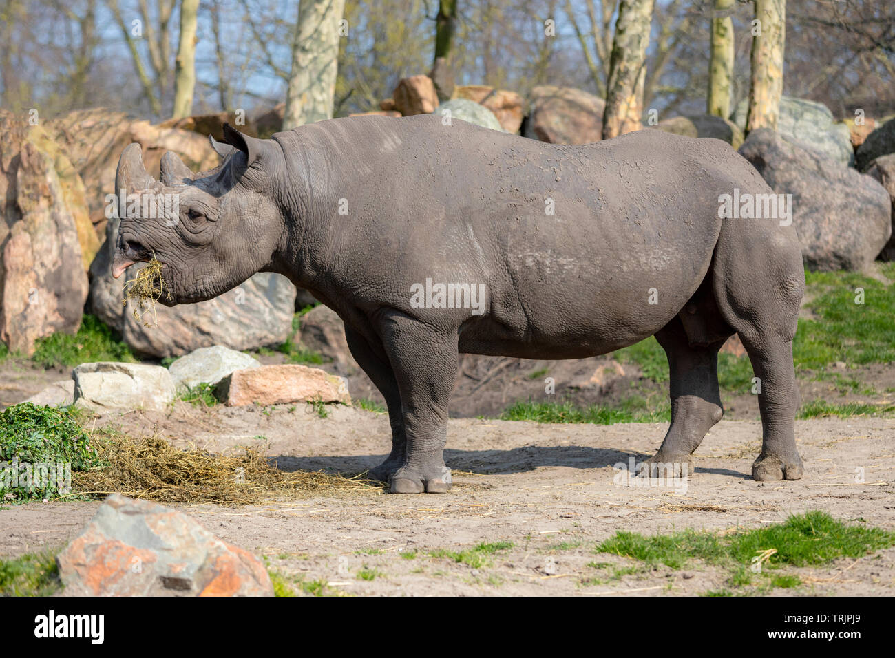 Schwarzes Nashorn oder Haken Nashörner (Diceros bicornis) Diergaarde Blijdorp Rotterdam Zoo, Südholland, Niederlande Stockfoto