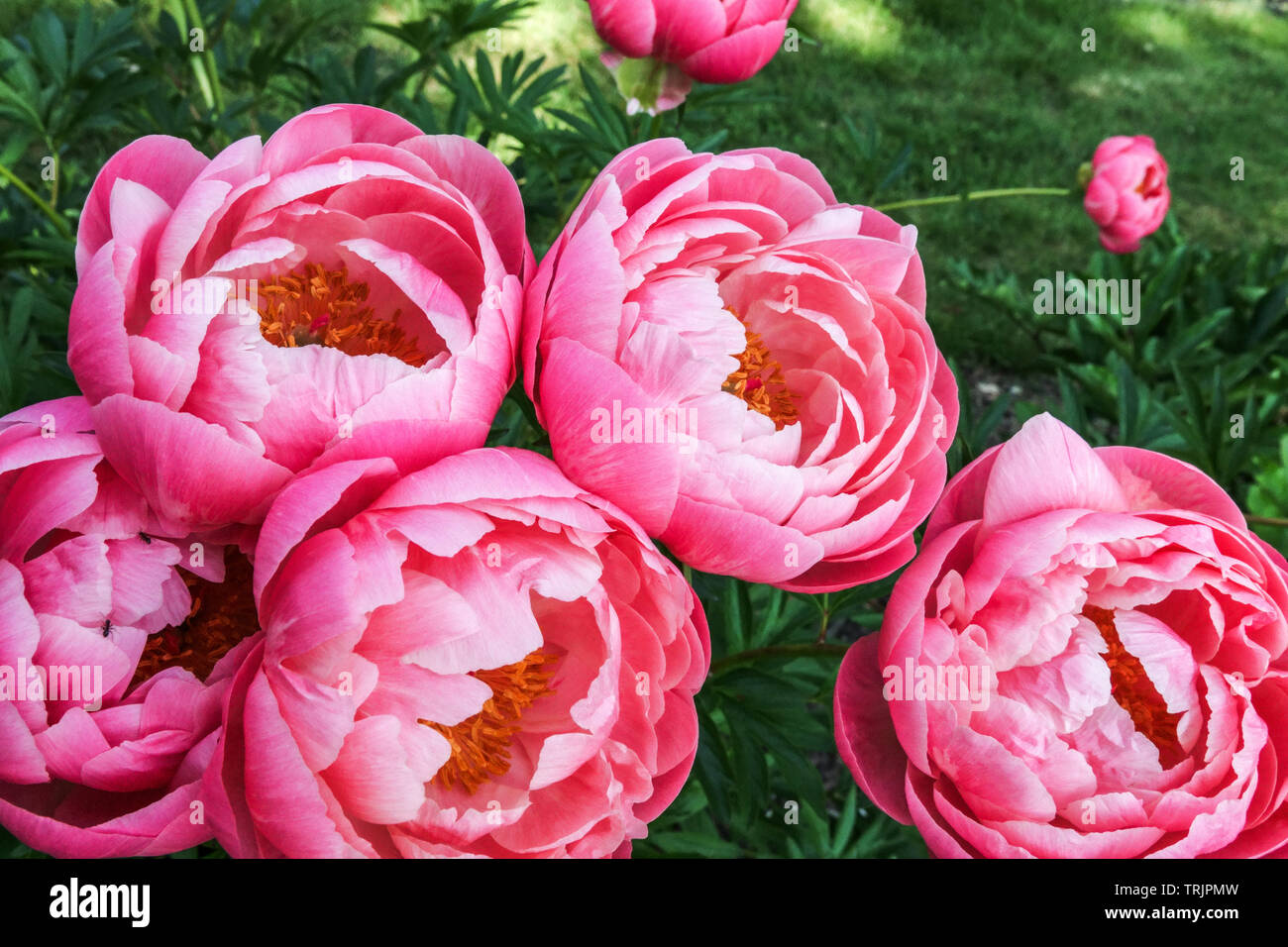 Hübsche rosa Pfingstrosen Blumen, Pfingstrosen Blumen 'Coral Charm' krautige Pfingstrosen im Garten Stockfoto