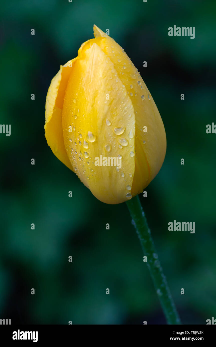 Eine einzelne gelbe Tulpe vertikalen Nass mit Frühling Regen. Stockfoto