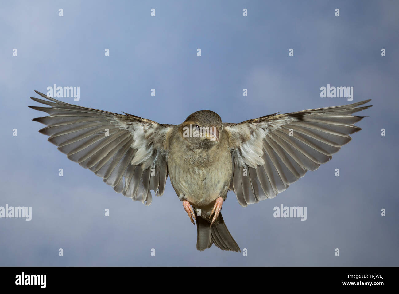 Hausspatz, Weibchen, Flug, fliegend, Flugbild, Haus-Spatz, Spatz, Haussperling, Haus-Sperling, Spatzen, Passer domesticus, Haussperling, weiblich, flig Stockfoto