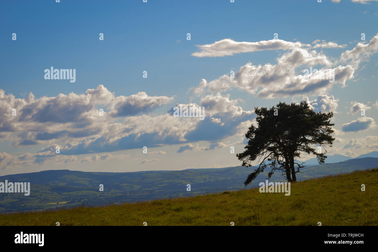 Ein einzelner Baum vor dem Hintergrund der Berge des Clwydian Hügel erstrecken sich im Norden von Wales in der Nähe von Snowdonia Stockfoto