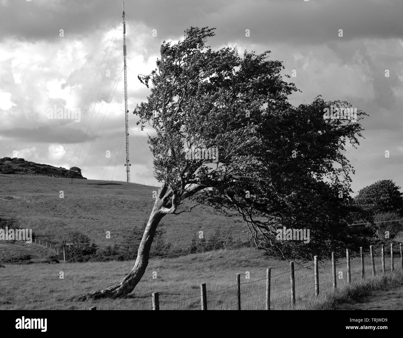 Monochrom- oder schwarz-weiß Foto von einem Baum auf einem Berg in den Clwydian Hügel Strecke der Berge in Richtung Snowdonia im Norden von Wales, UK suchen Stockfoto