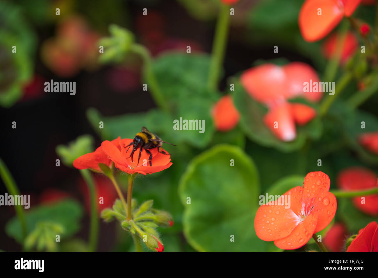 Biene licious Stockfoto