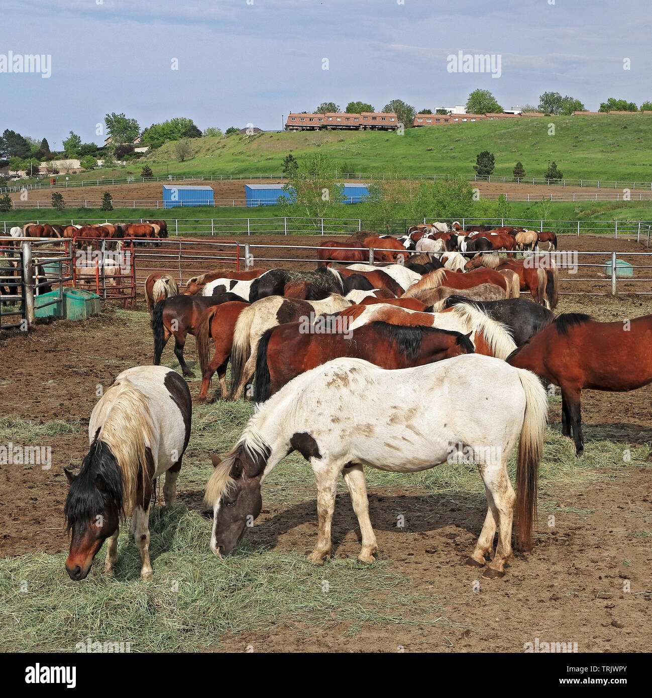 Pferde Fütterung auf der Ranch auf einen späten Frühling Abend in Golden, Colorado Stockfoto