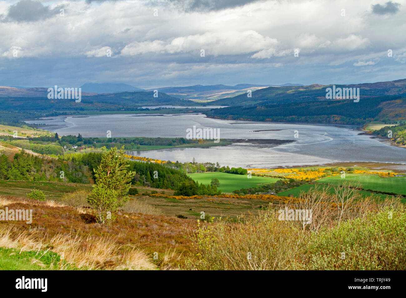 Große und bunte Landschaft mit Wasser der Dornoch Firth, umgeben von grünen Feldern und golden Ginster und Bergen gesäumt in Schottland Stockfoto