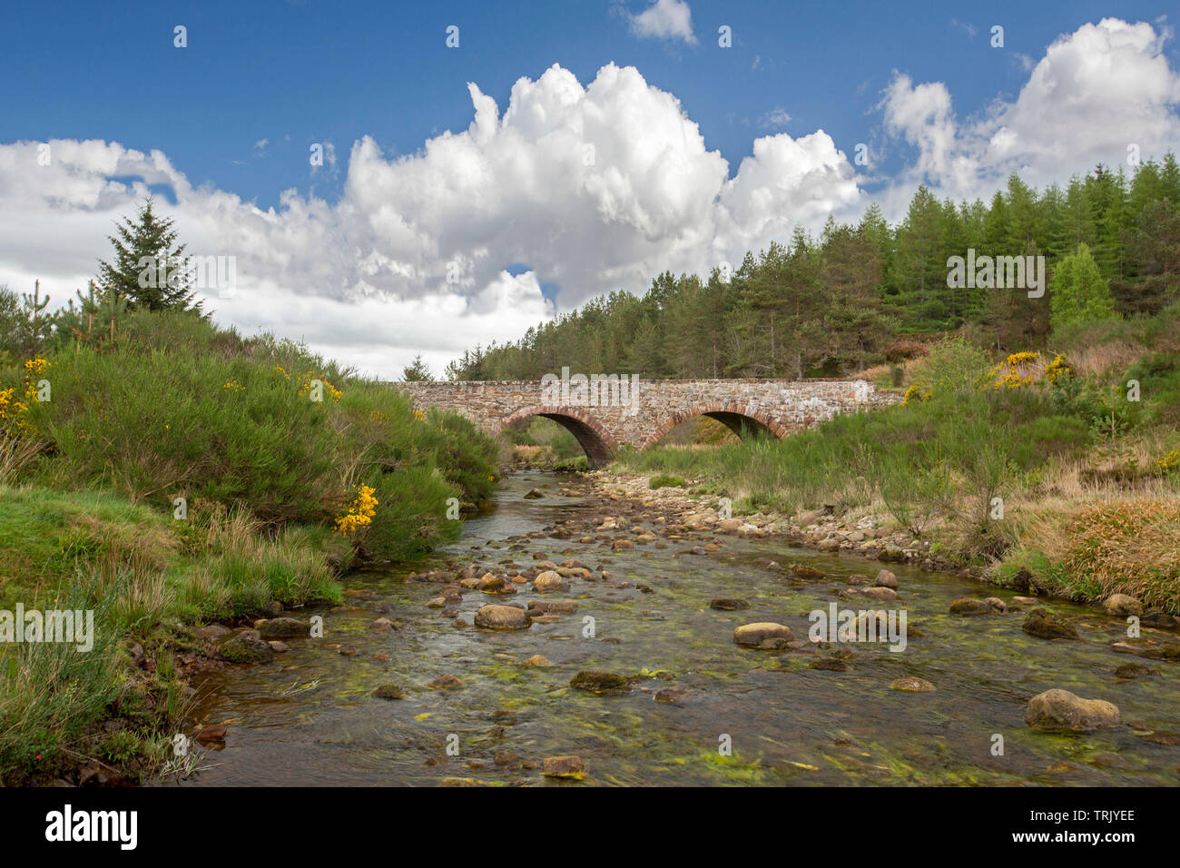 Alten gewölbten Steinbrücke über die ruhigen Stream in Schottland gesäumt von Pinienwald und Emerald Gräser unter blauen Himmel Stockfoto