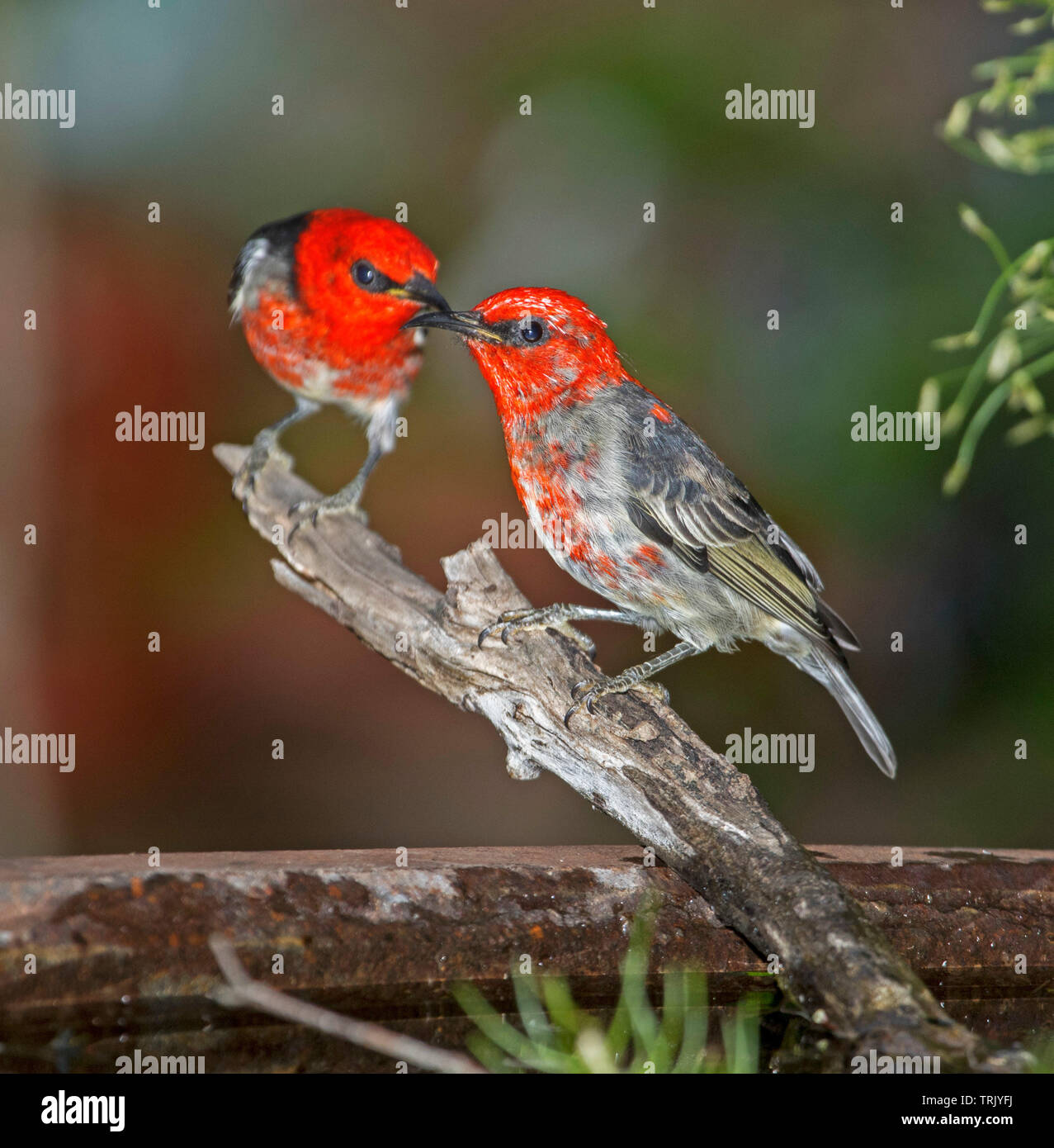 Zwei spektakuläre rote und schwarze männliche Australische Scarlet Honeyeaters, Myzomela sanguinolenta, Garten Vogelbad Stockfoto