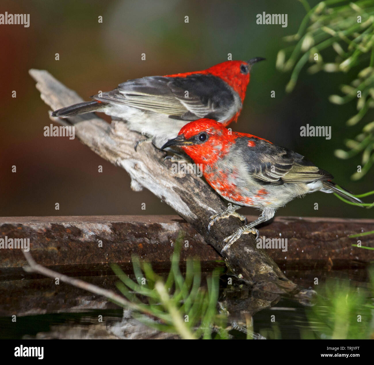 Zwei spektakuläre rote und schwarze männliche Australische Scarlet Honeyeaters, Myzomela sanguinolenta, Garten Vogelbad Stockfoto