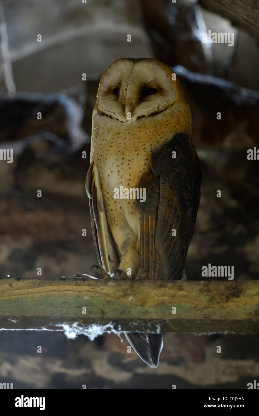 Barn Owl/Schleiereule (Tyto alba), Erwachsener, ruhenden über Tag in der holzbinder einer alten Scheune, Wildlife, Europa. Stockfoto