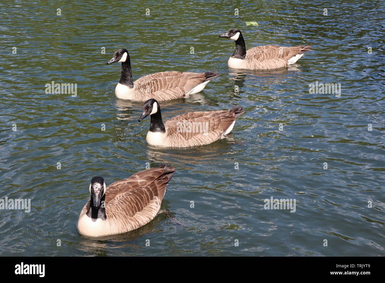 London, Großbritannien - 6. Juni 2019: Vier Kanadagänse in der See am Regents Park. Stockfoto
