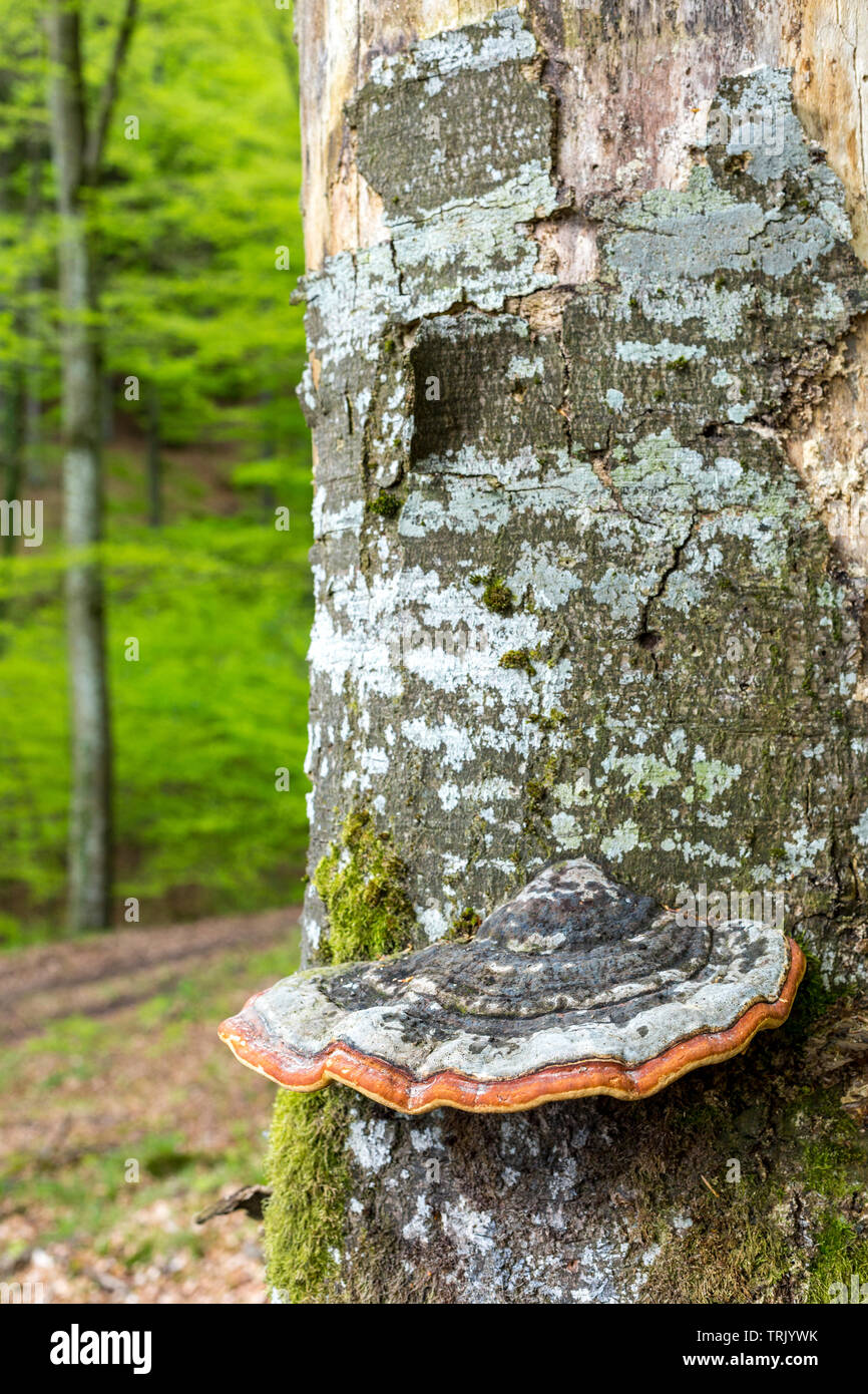 Polypore Pilz Pilz wachsen auf Beech Tree Trunk Stockfoto