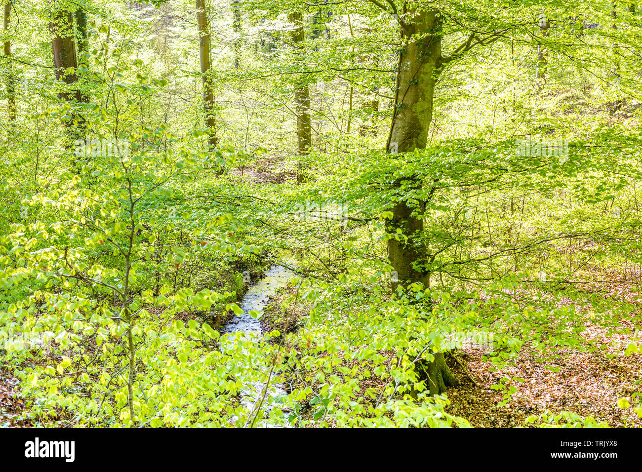 Buche Wald Szene mit einem Bach im Frühling Stockfoto