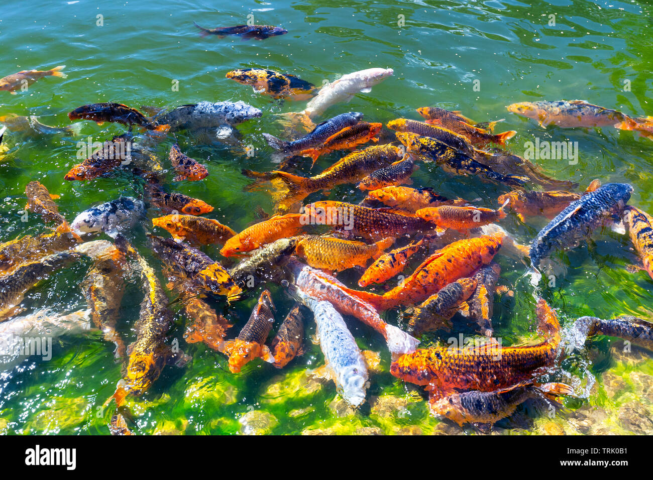 Nahaufnahme der Schwarm von Koi in Hasselt, der Japanische Garten im Sommer Stockfoto