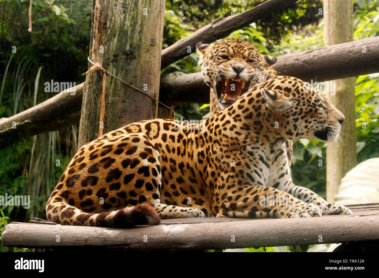 Jaguare in einer sehr komplizierten Beziehung zwischen ihnen. Heulen, Gesten und gefährliche Angriffe. Stockfoto