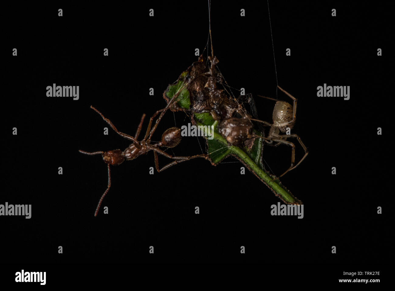 Eine Spinne und eine Ameise auf gegenüberliegenden Seiten eines Stück Detritus in einem Netz gefangen. Stockfoto