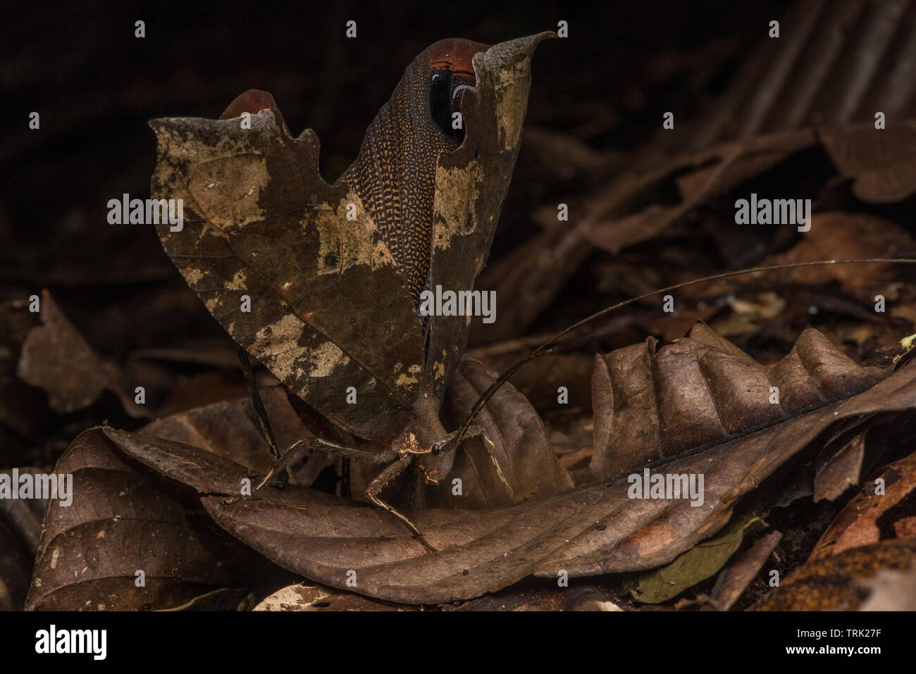 Der Pfau katydid von Yasuni National Park öffnet seine Flügel in eine defensive anzeigen. Stockfoto