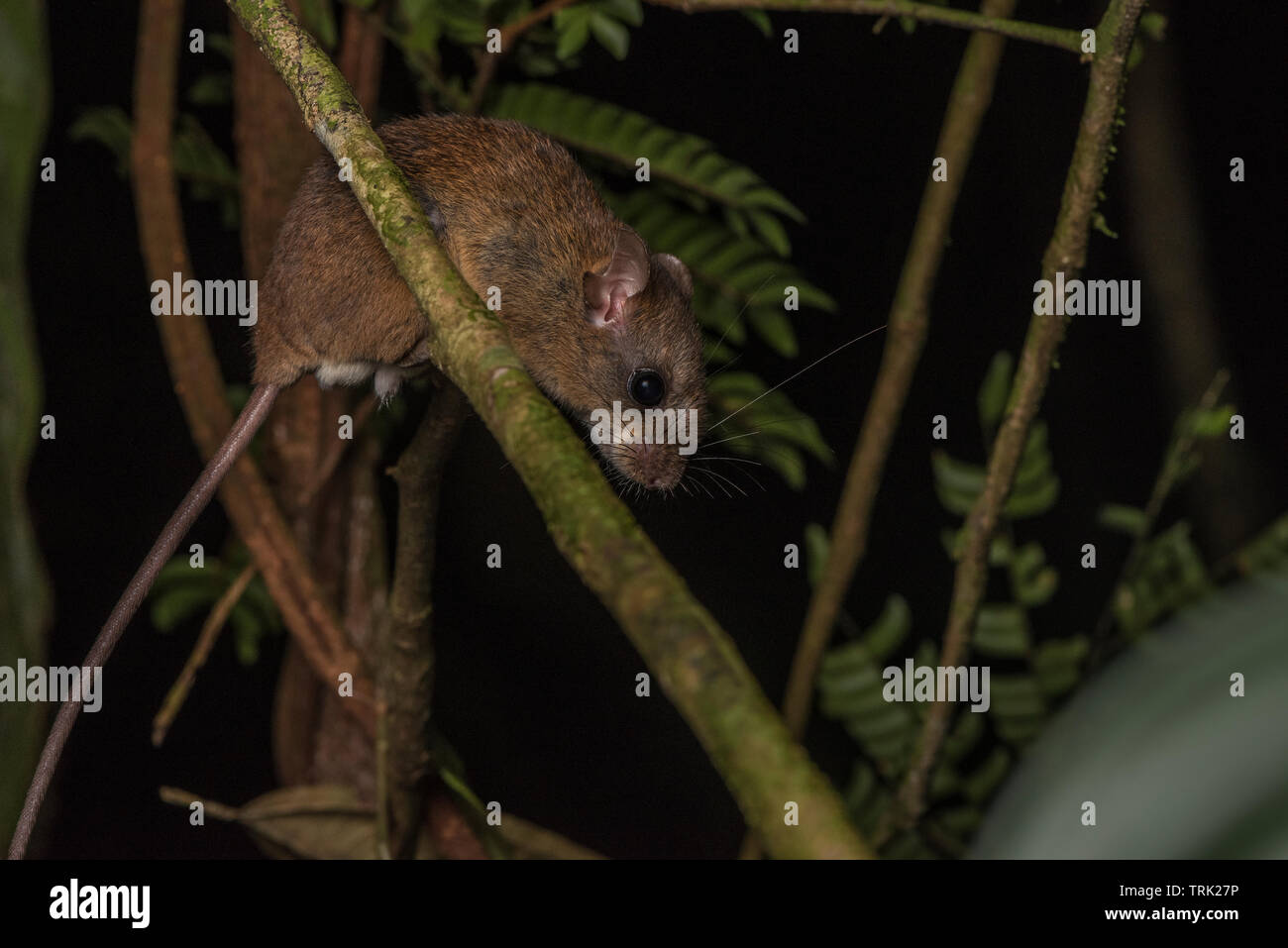 Eine kletternde Maus (Oecomys sp) vom ecuadorianischen Amazonas Regenwald in Yasuni Nationalpark. Stockfoto